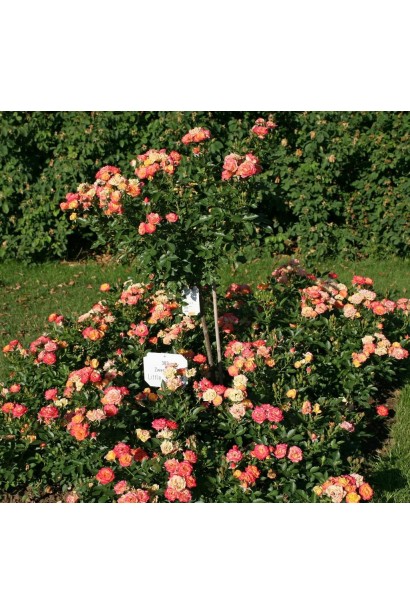 Использование розы Литтл Сансет в ландшафтном дизайне